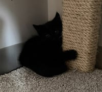 Penelope - No Longer Accepting Apps - Photo 2