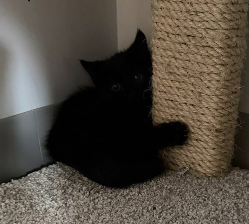 PENELOPE - NO LONGER ACCEPTING APPS - Domestic Medium Hair available for adoption