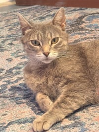 Mabel - Photo 2