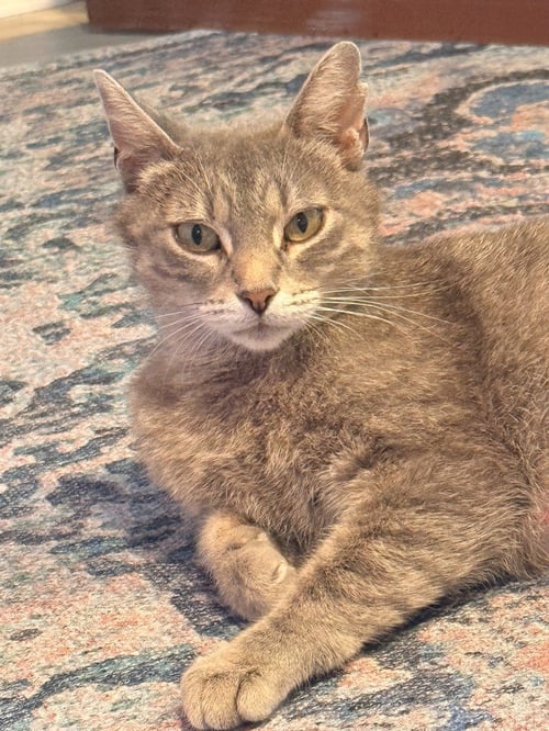MABEL - Domestic Short Hair available for adoption