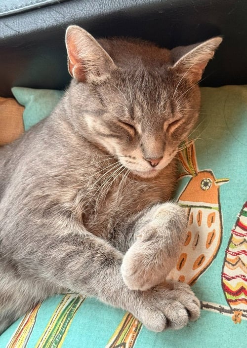 MABEL - Domestic Short Hair available for adoption