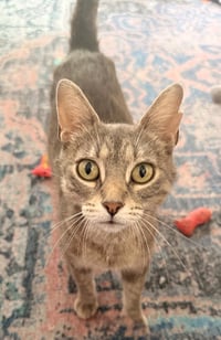 Mabel - Photo 3