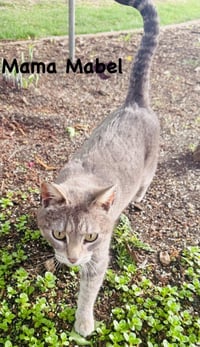 Mabel - Photo 4