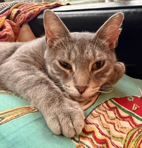 MABEL - Domestic Short Hair available for adoption