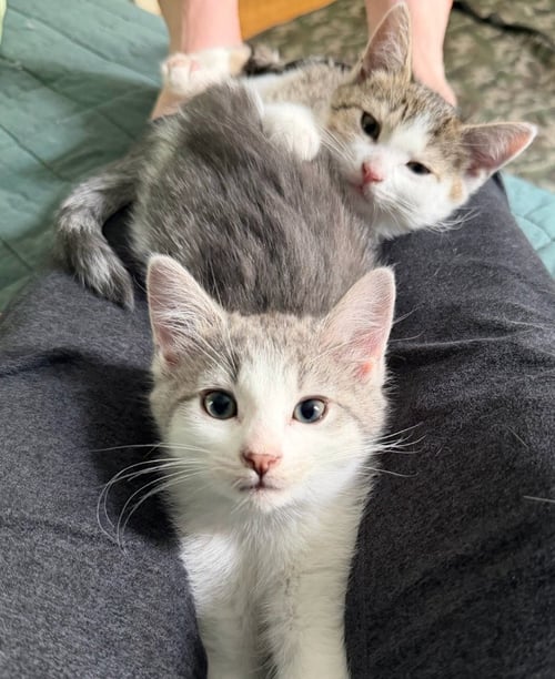 GREYBE / PAT - Domestic Short Hair available for adoption