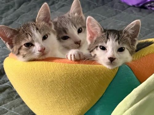 GREYBE / PAT - Domestic Short Hair available for adoption