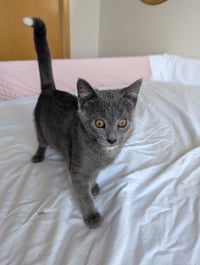 Foxtrot (FIV+) - Photo 1