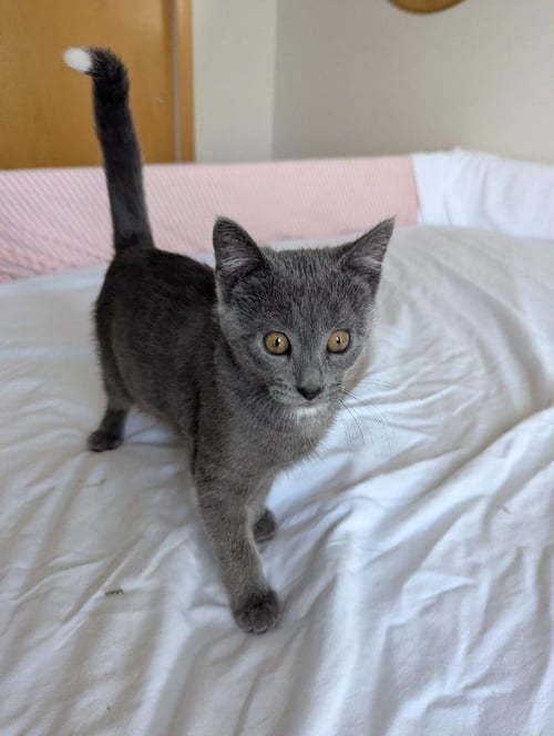 FOXTROT (FIV+) - Domestic Short Hair available for adoption