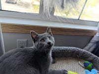 Foxtrot (FIV+) - Photo 2