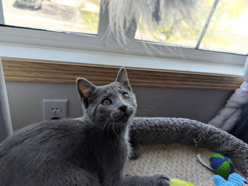 FOXTROT (FIV+) - Domestic Short Hair available for adoption