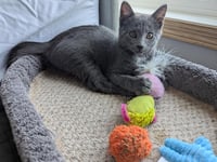 Foxtrot (FIV+) - Photo 3