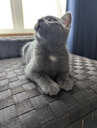 Foxtrot (FIV+) - Photo 4
