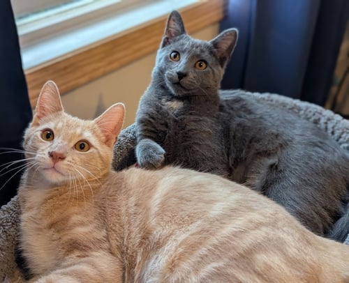 FOXTROT / SAMBA - Domestic Short Hair available for adoption
