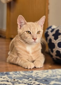 Foxtrot / Samba - Photo 2