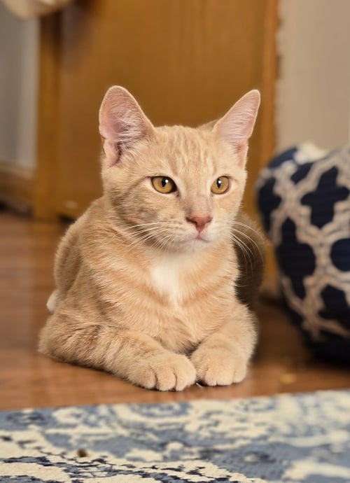FOXTROT / SAMBA - Domestic Short Hair available for adoption