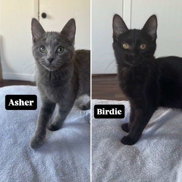 ASHER / BIRDIE - Domestic Short Hair available for adoption