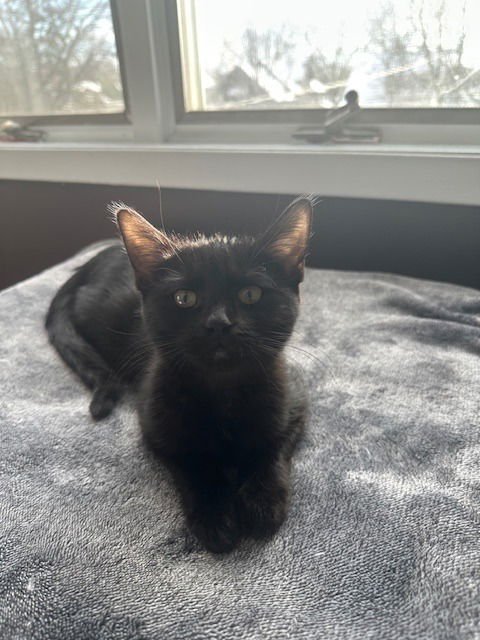 ASHER / BIRDIE - Domestic Short Hair available for adoption