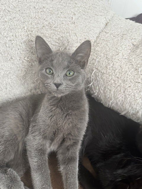 Asher / Birdie - Photo 3