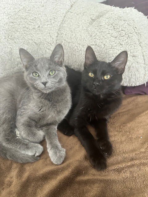 Asher / Birdie - Photo 4