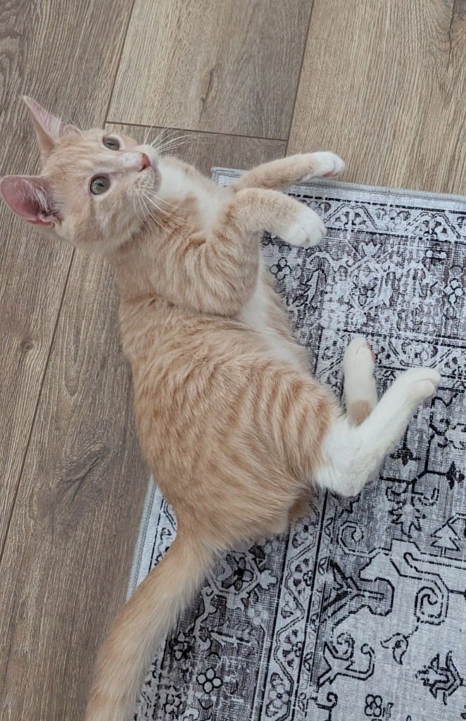 PUMPKIN-PENDING ADOPTION - Domestic Short Hair available for adoption