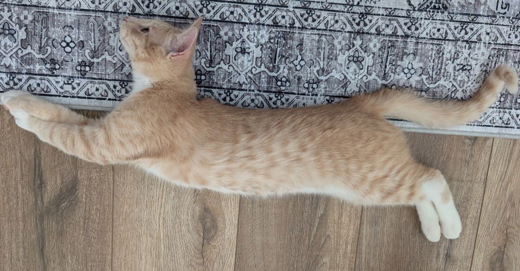 Pumpkin-Pending Adoption - Photo 3