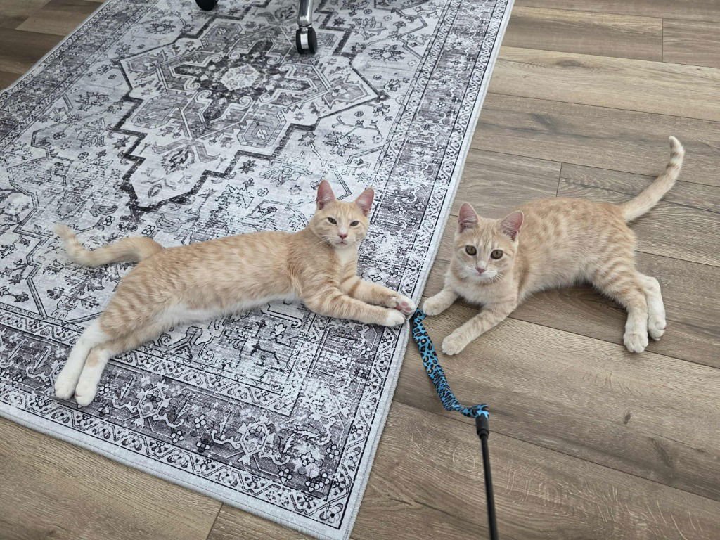 Pumpkin-Pending Adoption - Photo 4