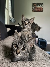 Finchum / Finwick - Photo 1