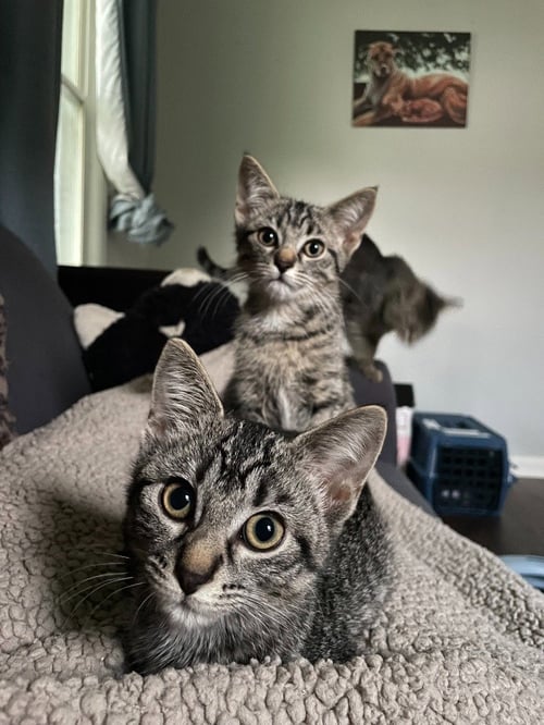 FINCHUM / FINWICK - Domestic Short Hair available for adoption