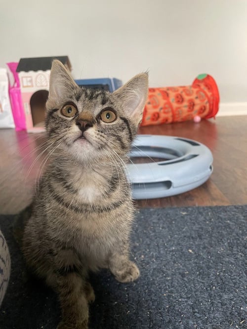 FINCHUM / FINWICK - Domestic Short Hair available for adoption