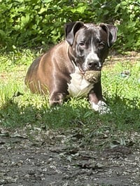 Mookie - Photo 2