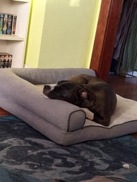Mookie - Photo 3