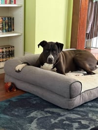 Mookie - Photo 4