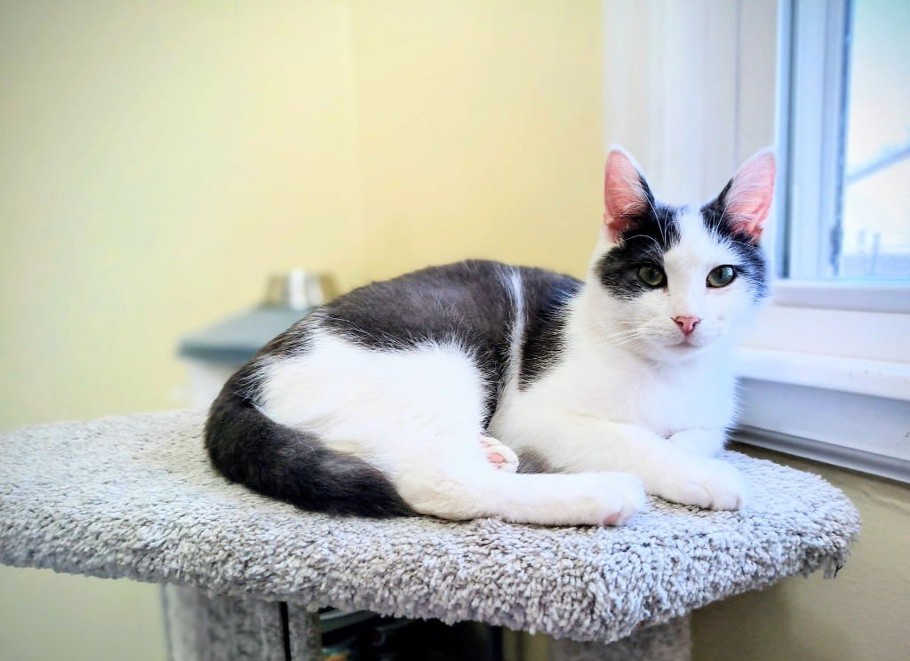 MOUSE FIV+ - Domestic Short Hair available for adoption