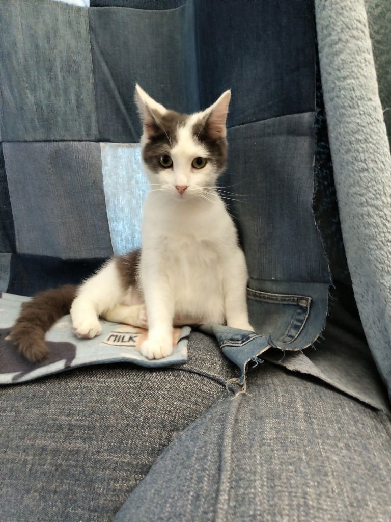 MOUSE FIV+ - Domestic Short Hair available for adoption