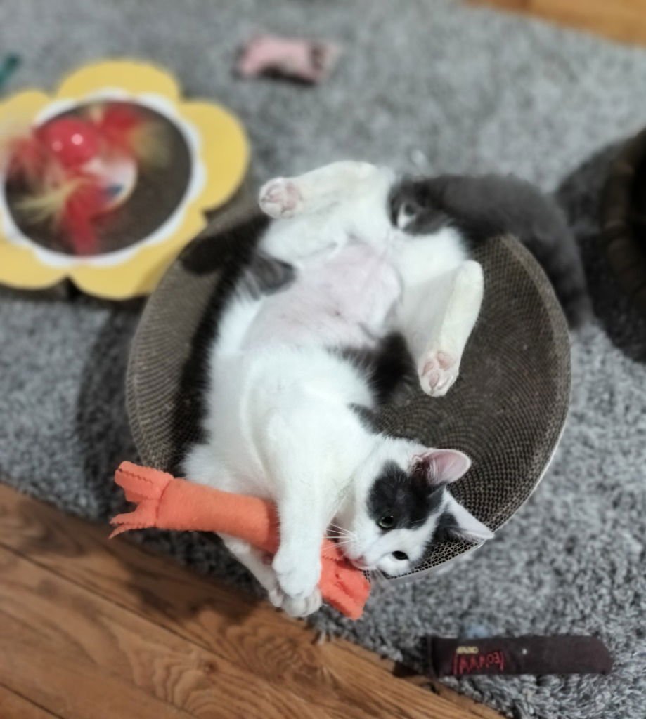 Mouse FIV+ - Photo 3