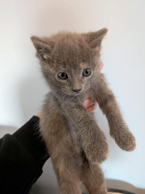 TONI - Domestic Short Hair available for adoption