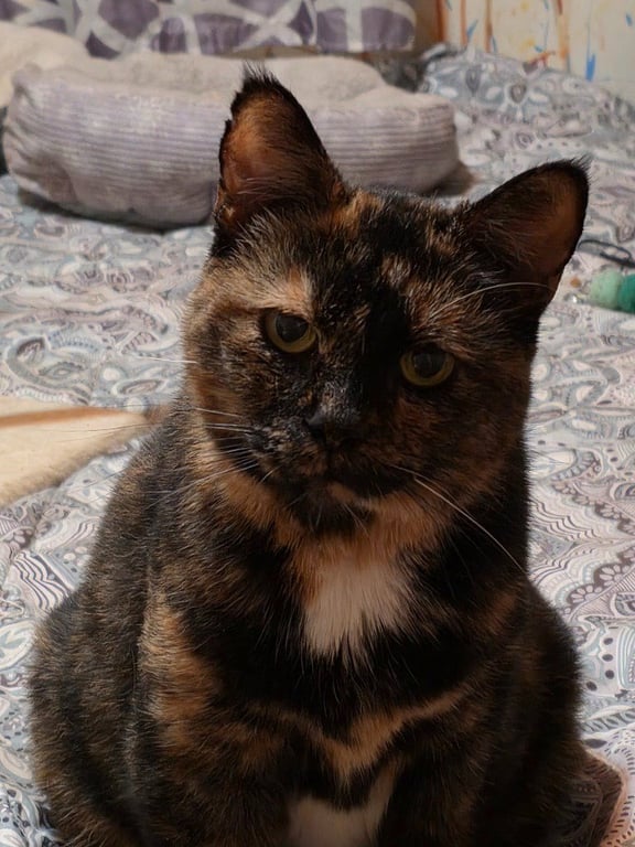 Sweetie Image