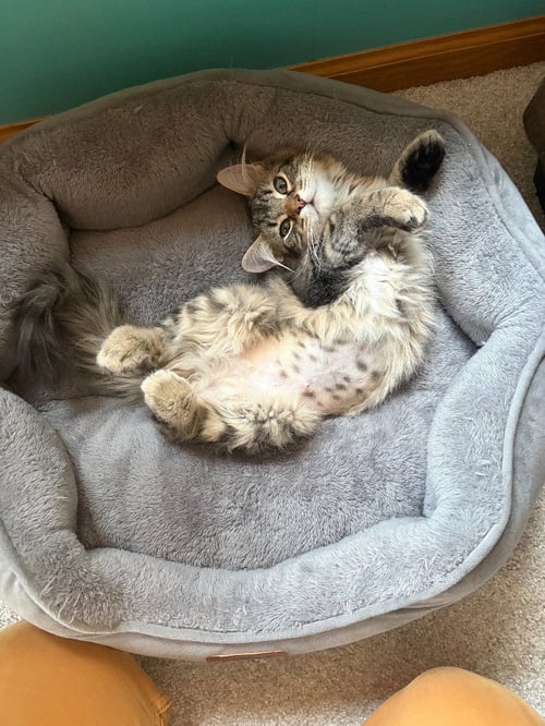 ASTRID - Domestic Short Hair available for adoption