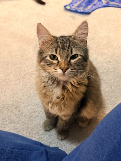 ASTRID - Domestic Short Hair available for adoption