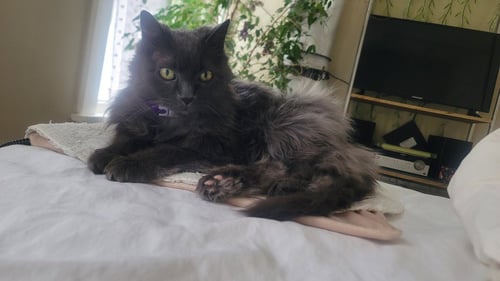 BLUE - Domestic Long Hair available for adoption