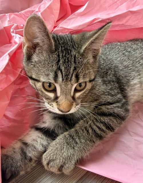 CHARLES - PENDING - Domestic Short Hair available for adoption