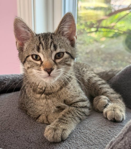 CHARLES - PENDING - Domestic Short Hair available for adoption
