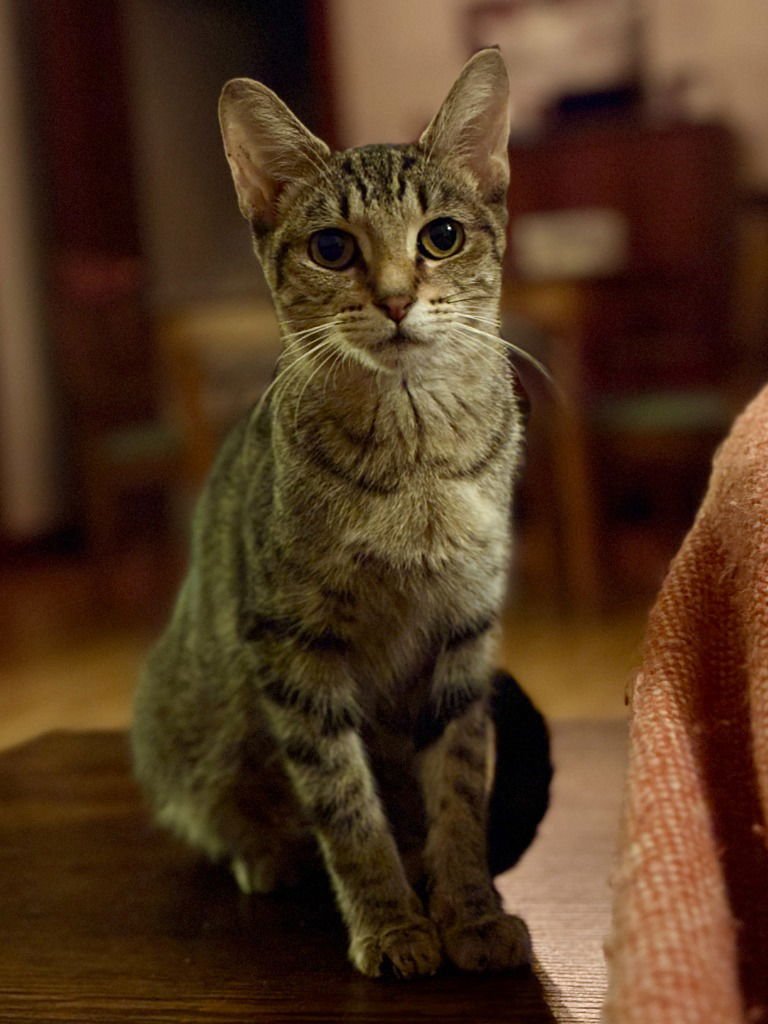 AMIRA - Domestic Short Hair available for adoption