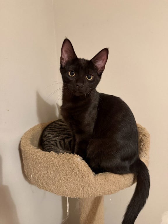 Chocolate Mousse (FeLV+) Image