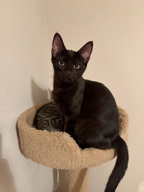 CHOCOLATE MOUSSE (FELV+) - Domestic Short Hair available for adoption