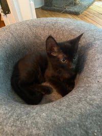 Chocolate Mousse (FeLV+) - Photo 3