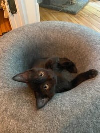 Chocolate Mousse (FeLV+) - Photo 2