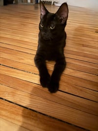 Chocolate Mousse (FeLV+) - Photo 4