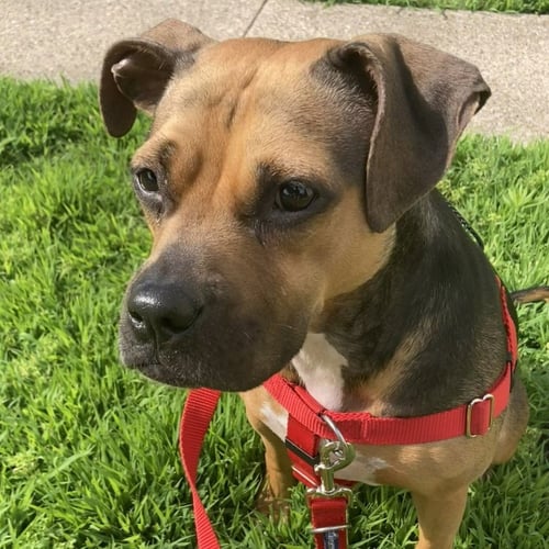 PLUM - Beagle / Pit Bull Terrier available for adoption