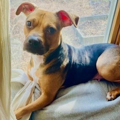 PLUM - Beagle / Pit Bull Terrier available for adoption